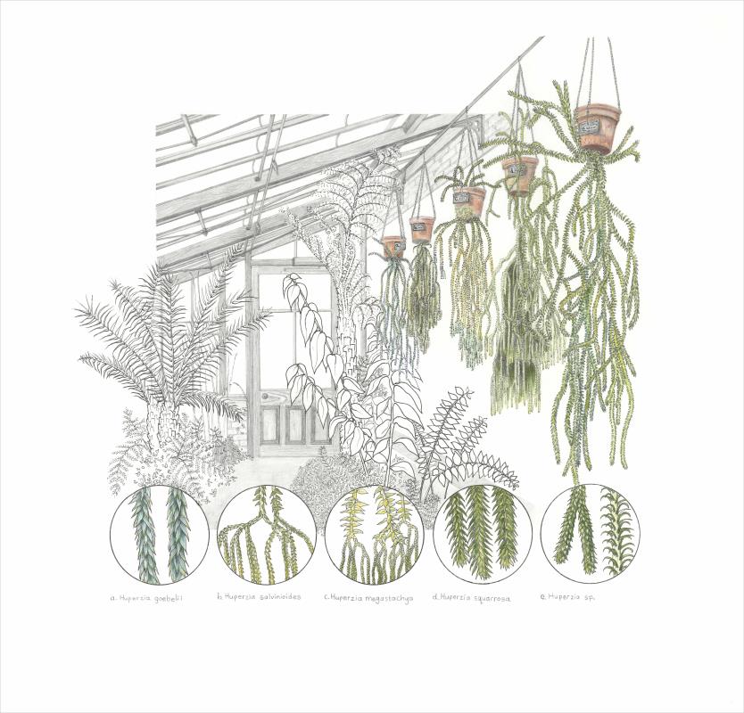 Fern House, University of Cambridge Botanic Garden