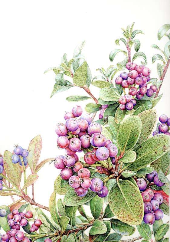 yeddo hawthorn(fruit)