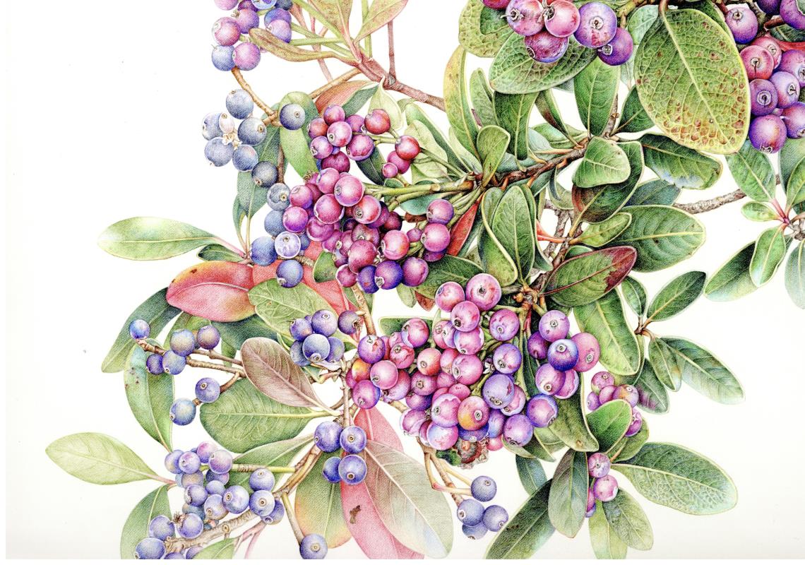 yeddo hawthorn(fruit)