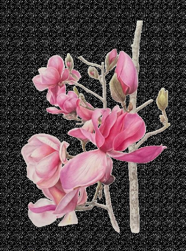 Magnolia x soulangeana