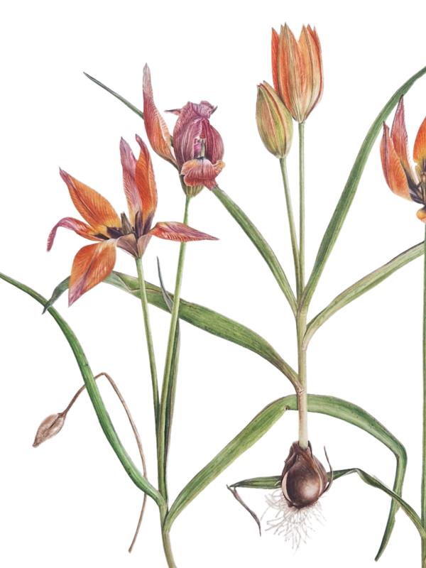 Tulipa orphanidea (Whittallii Group) 'Major'
