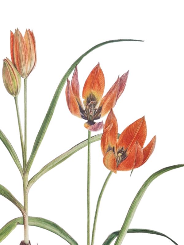 Tulipa orphanidea (Whittallii Group) 'Major'