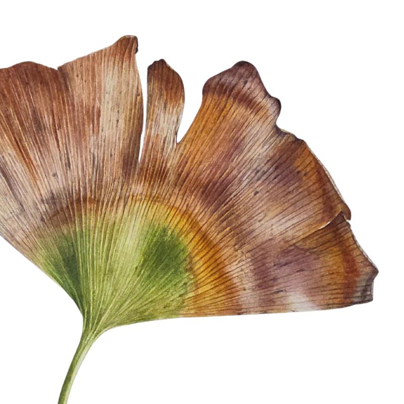 'Sunnymead Drive October 2025' (Ginkgo Biloba)