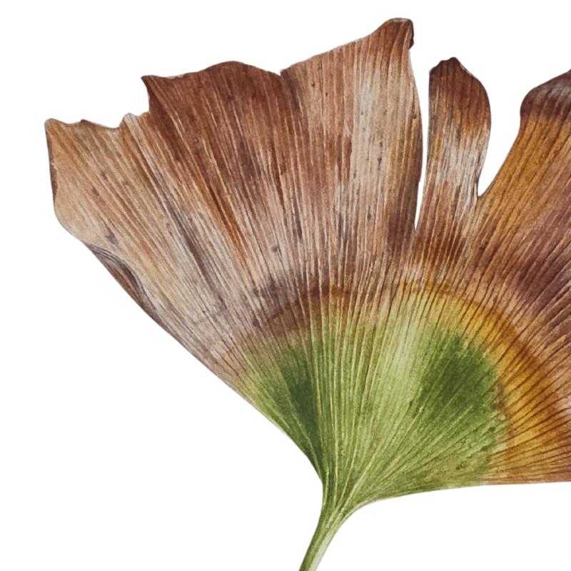 'Sunnymead Drive October 2025' (Ginkgo Biloba)