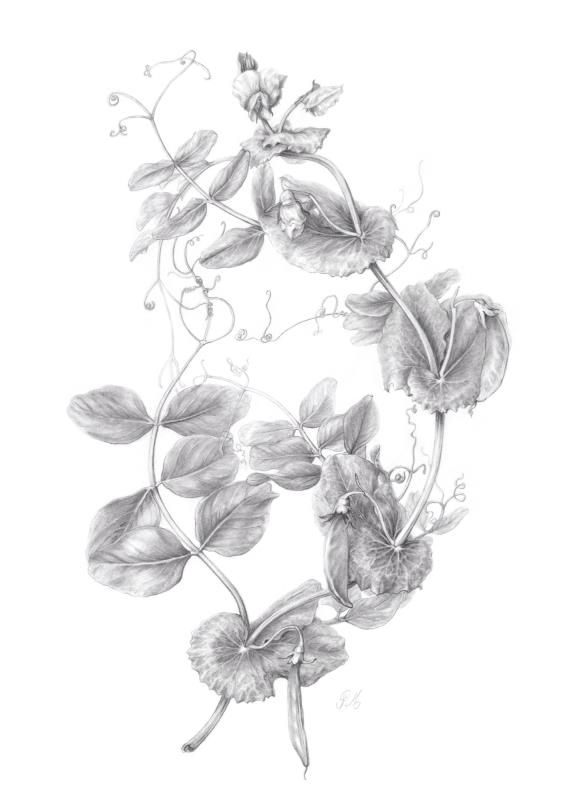 Abundance 