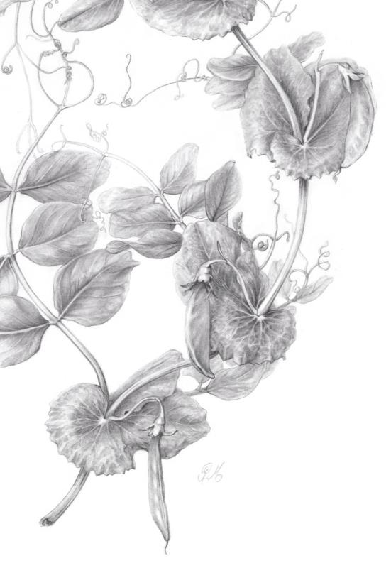 Abundance 