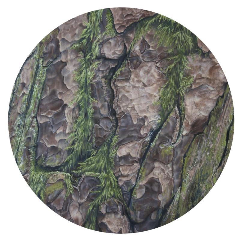 Scots pine and Hypnum 