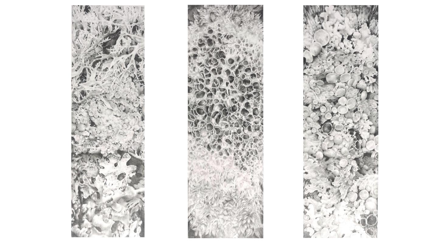 Lichen Identification - Slides (Triptych)
