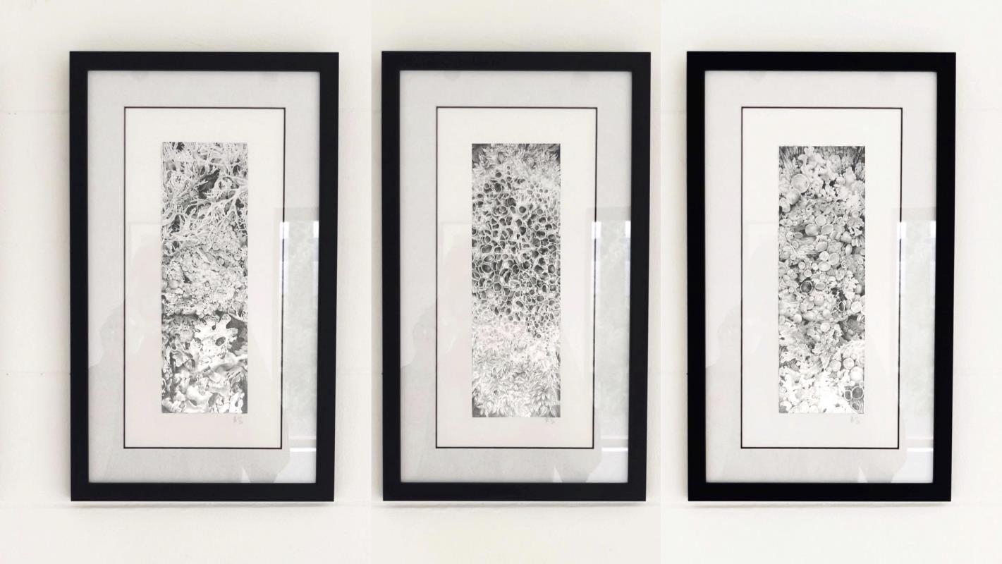 Lichen Identification - Slides (Triptych)