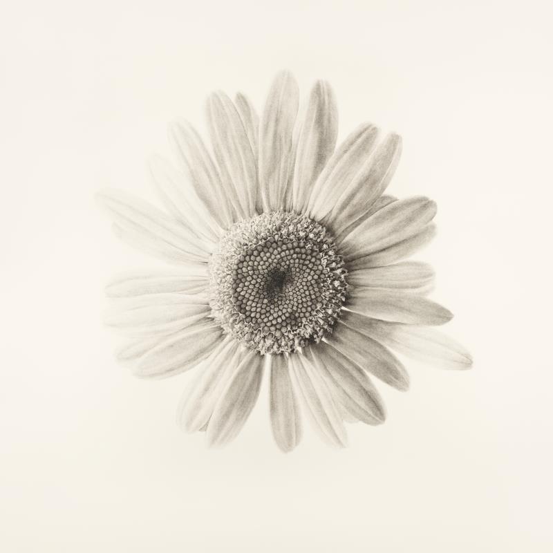 Supernova - Leucanthemum vulgare