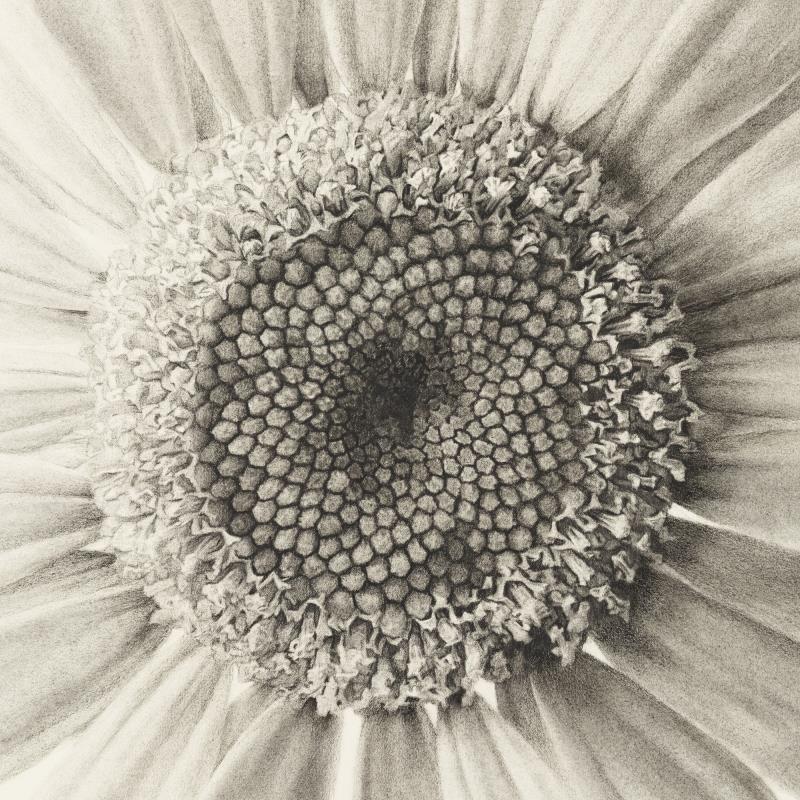 Supernova - Leucanthemum vulgare