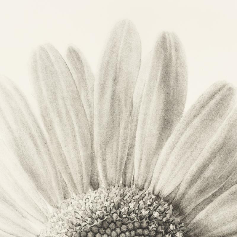 Supernova - Leucanthemum vulgare