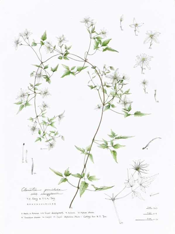 Clematis parviloba subsp. shengzhenii