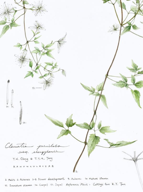 Clematis parviloba subsp. shengzhenii