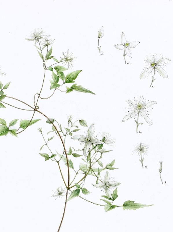 Clematis parviloba subsp. shengzhenii