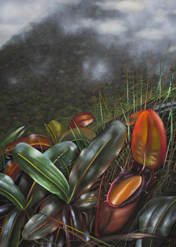 Nepenthes rajah, in oils
