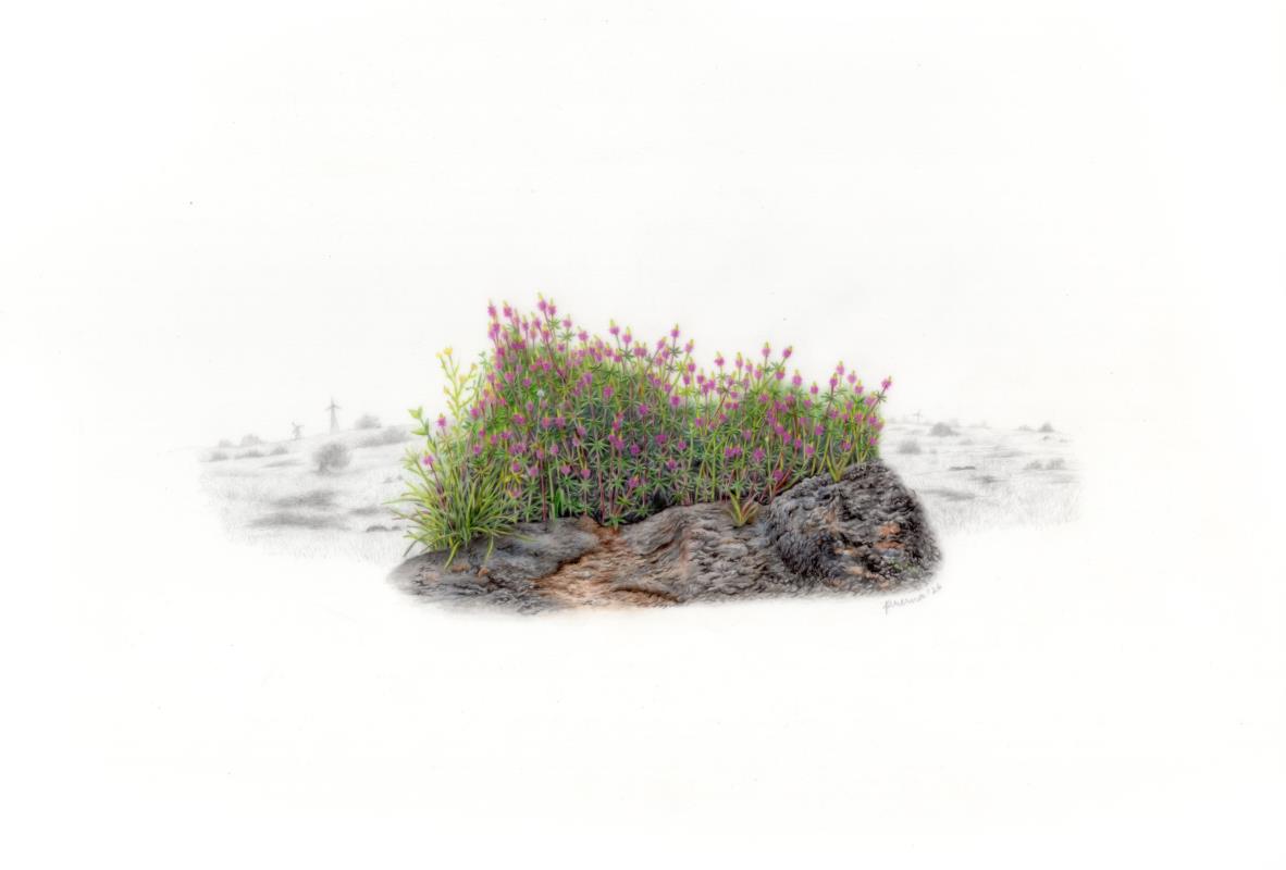 A Piece of Turf from the Chalkewadi Plateau