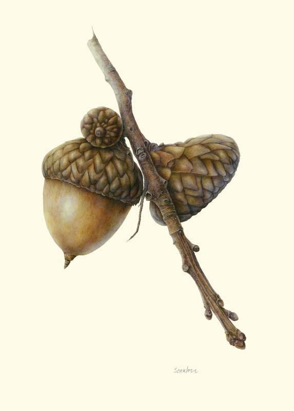 Masting Acorns