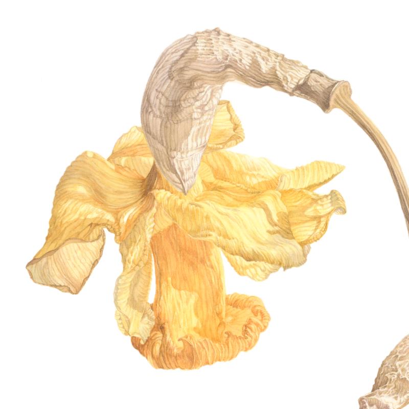 Narcissus cyclamineus, February Gold