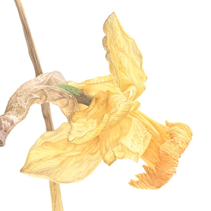 Narcissus cyclamineus, February Gold