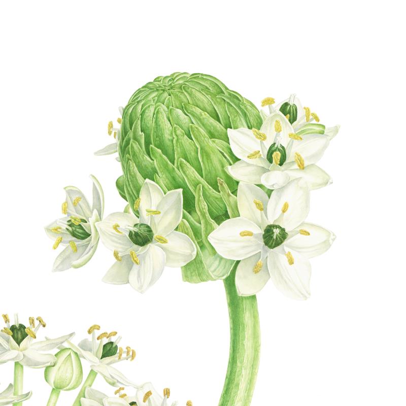 Ornithogalum arabicum, Arabian Starflower
