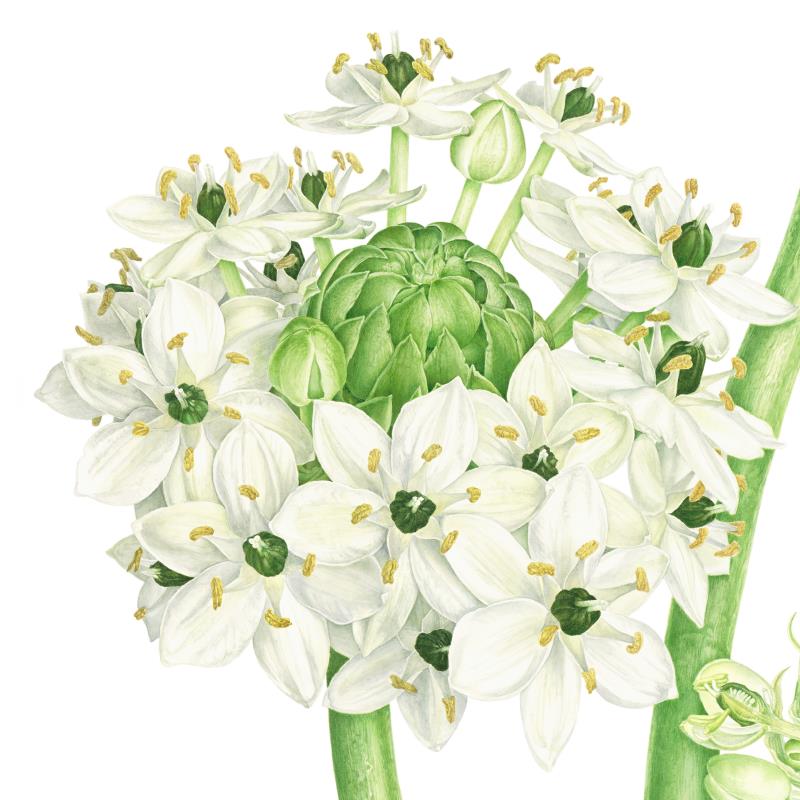 Ornithogalum arabicum, Arabian Starflower