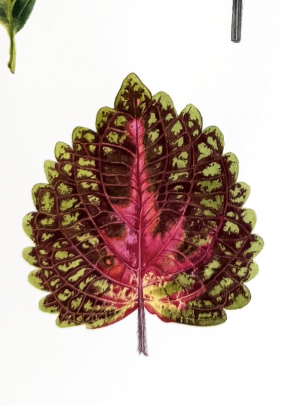 «Seven Forms of Nature»