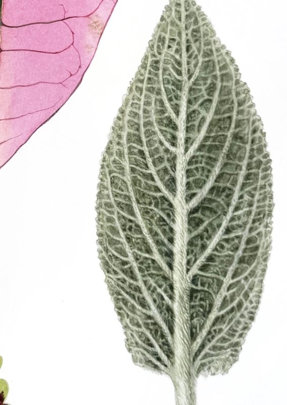 «Seven Forms of Nature»