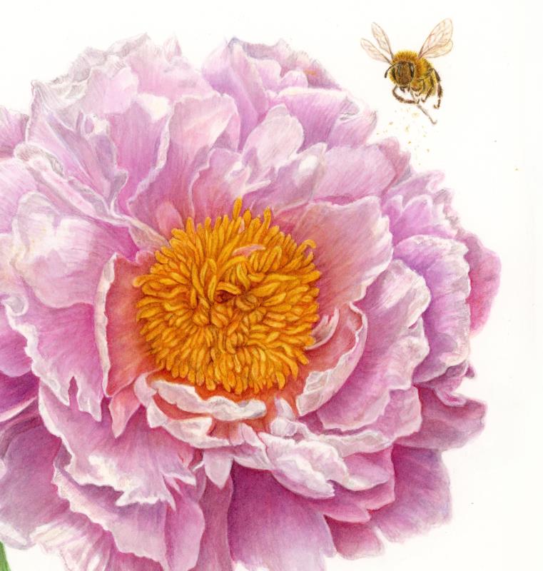 Peony