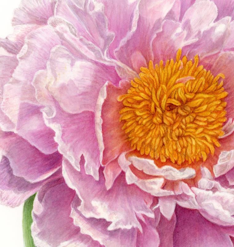 Peony