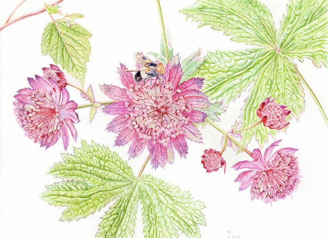 Astrantia major 'Rubra'  Hattie's pincushion, Fullers Mill Garden