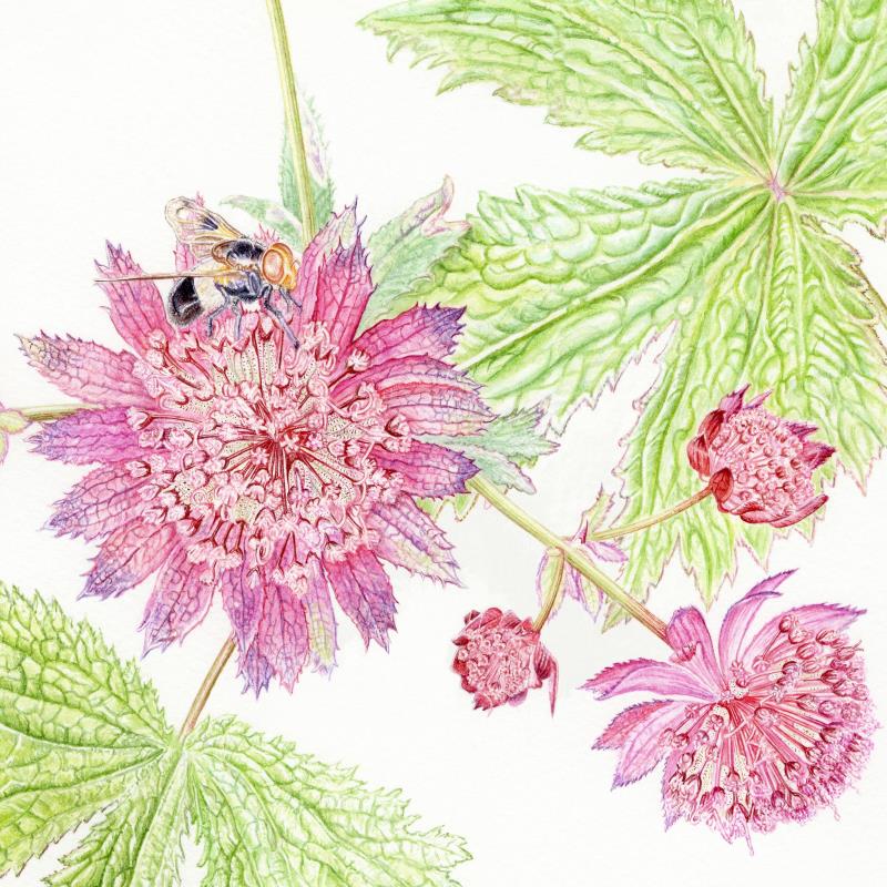 Astrantia major 'Rubra'  Hattie's pincushion, Fullers Mill Garden