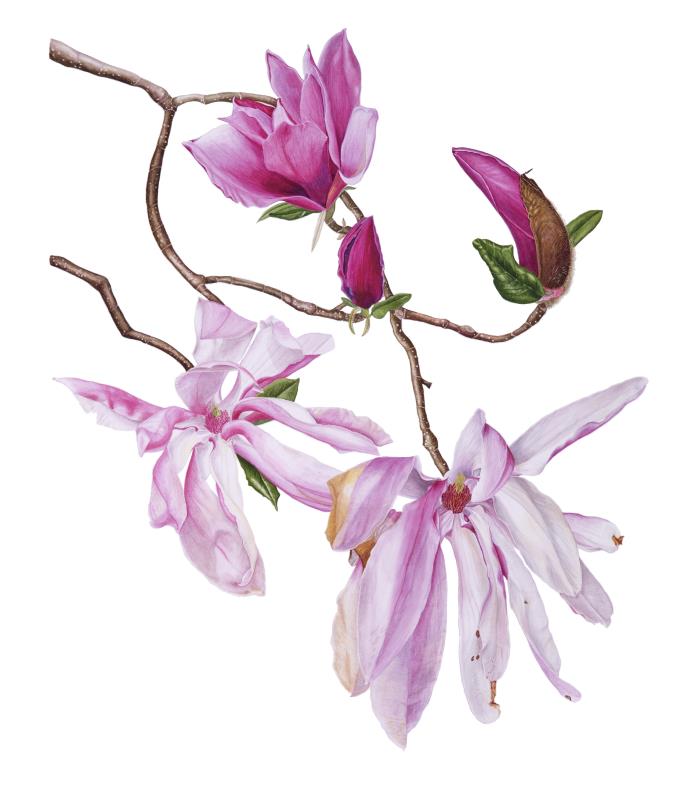 Magnolia liliiflora 