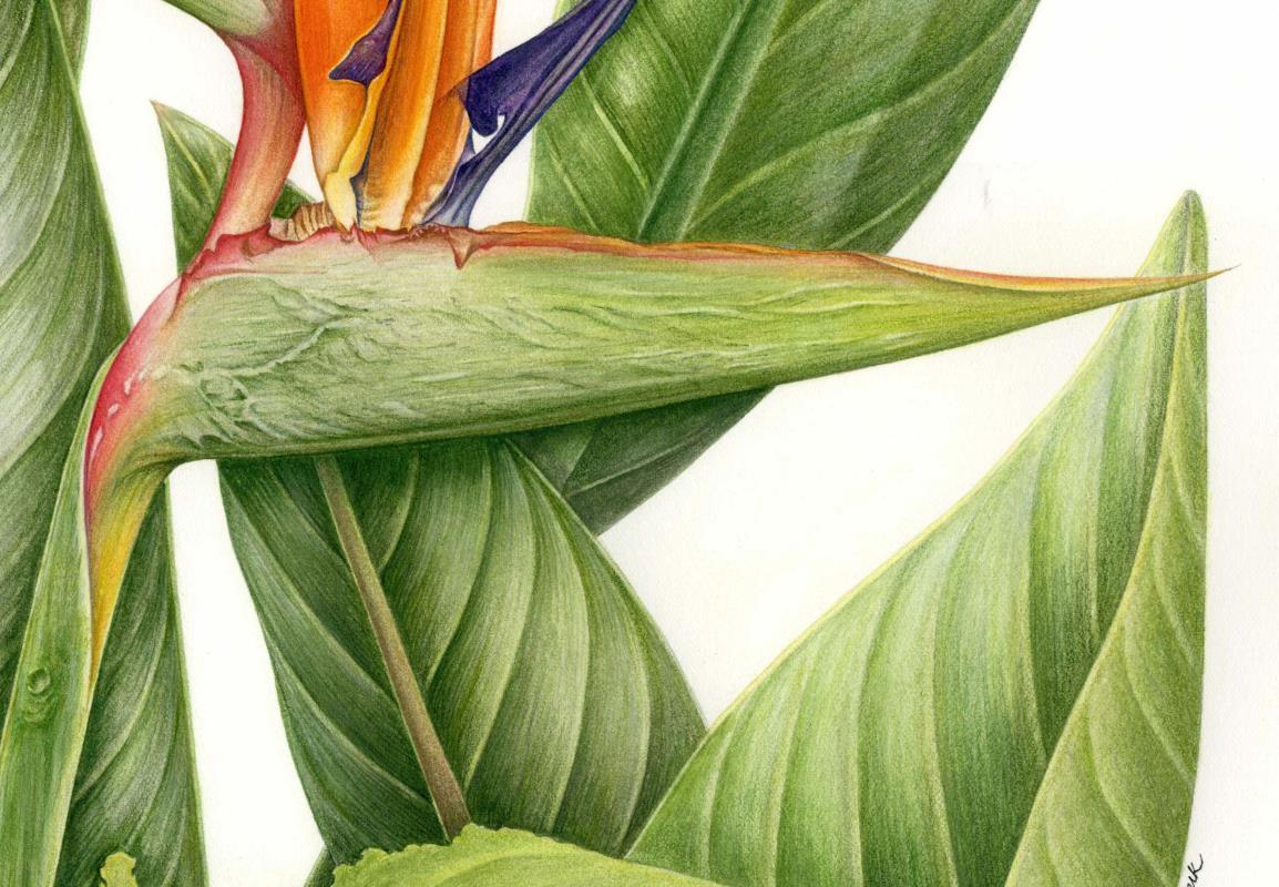 Strelitzia reginae Banks
