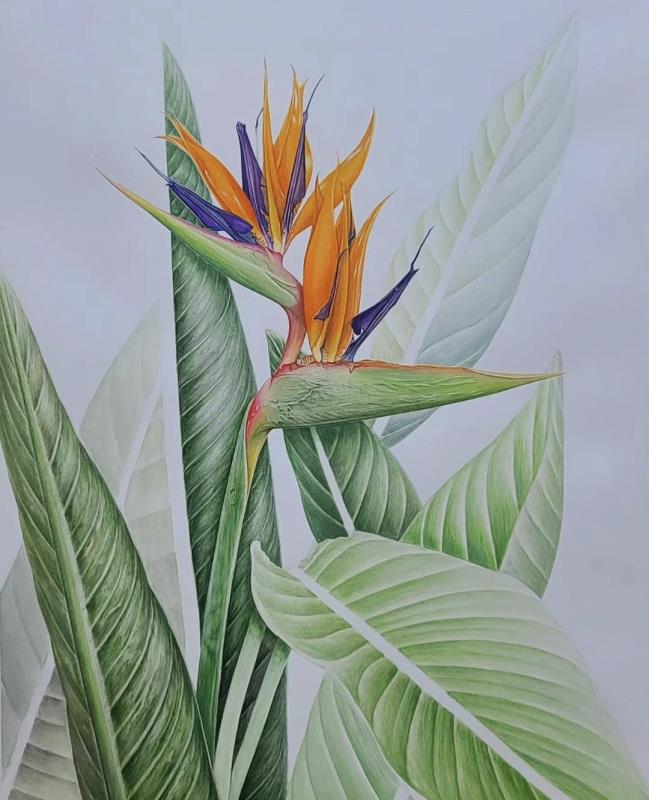 Strelitzia reginae Banks