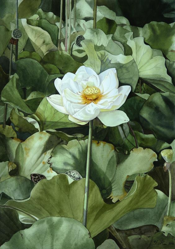 Lotus