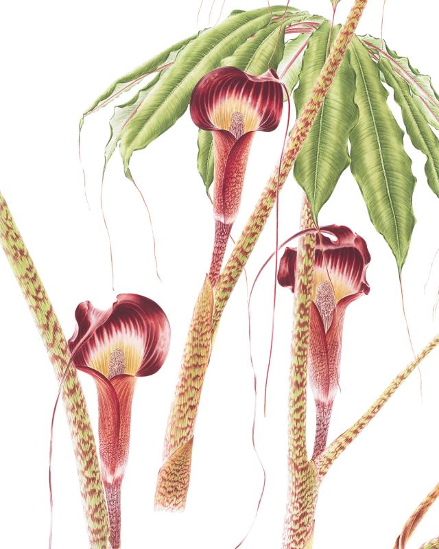 Taiwanese Cobra Lily Arisaema taiwanense Taiwanese cobra lily