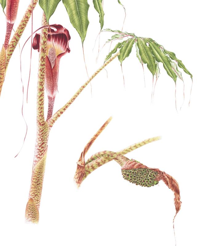 Taiwanese Cobra Lily Arisaema taiwanense Taiwanese cobra lily
