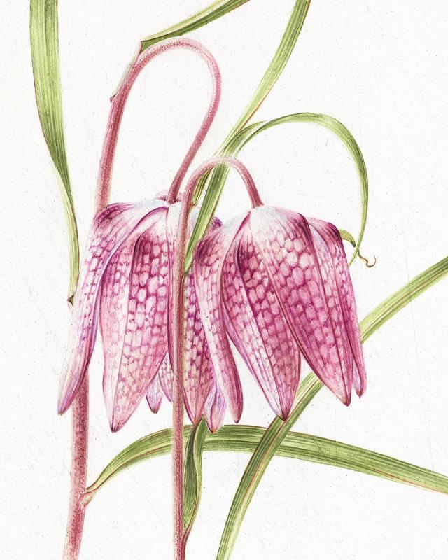 Snake’s Head Fritillary Fritillaria meleagris snake’s head fritillary