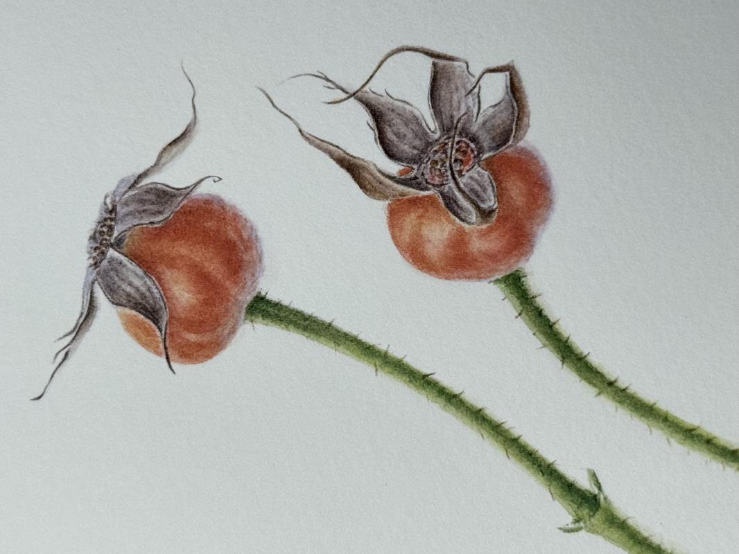 Rose hips