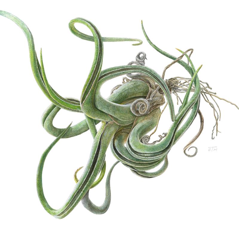 Octopus Plant:Tillandsia caput-medusae