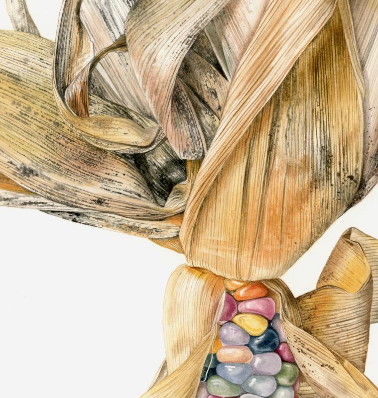 Zea mays Glass gem