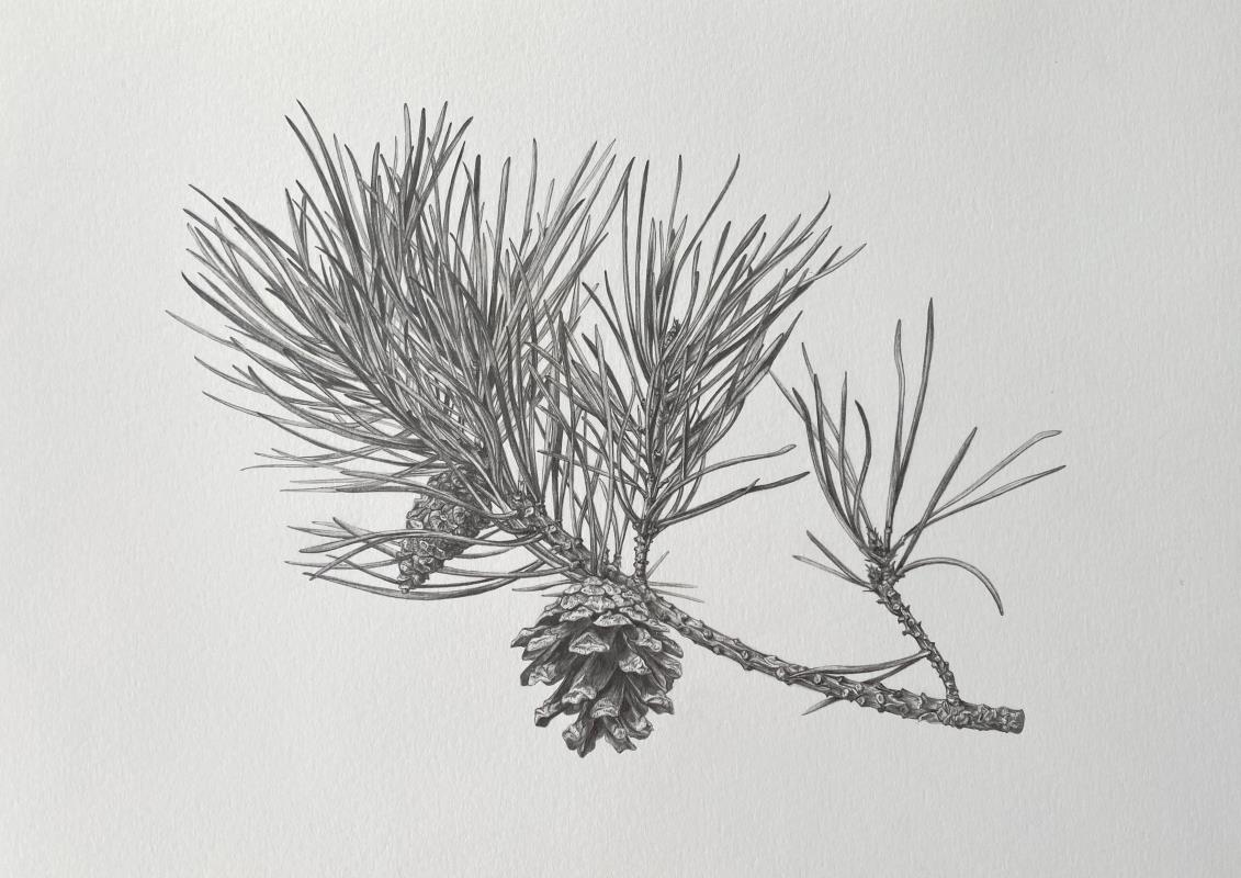 Pinus sylvestris