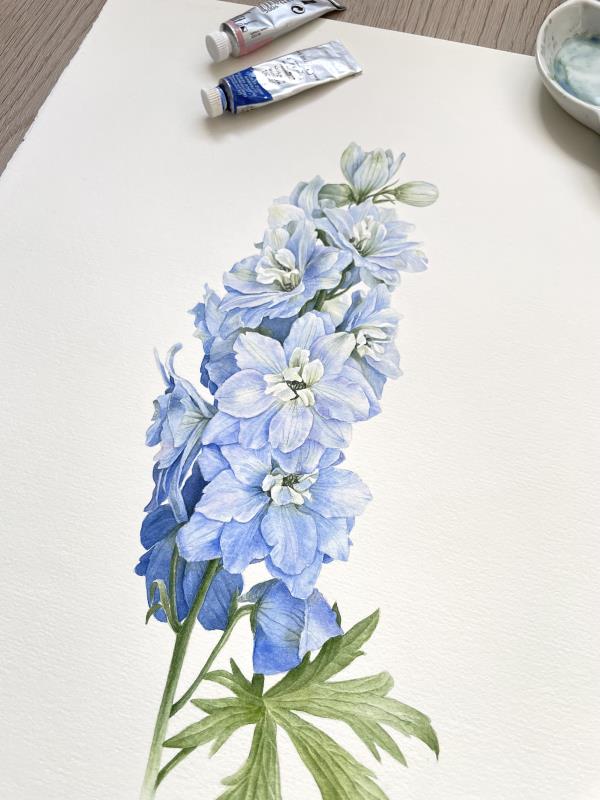 Delphinium 