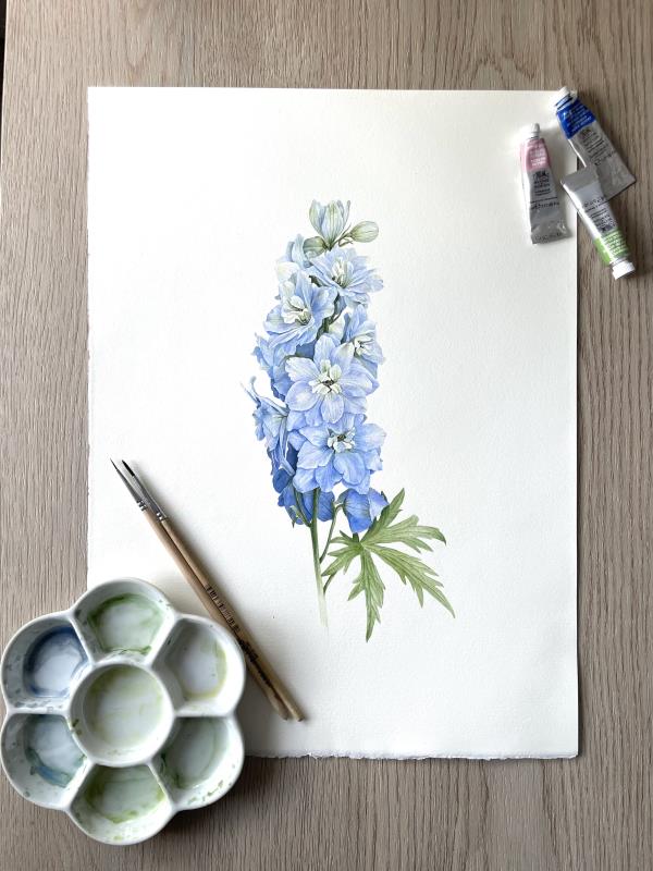 Delphinium 