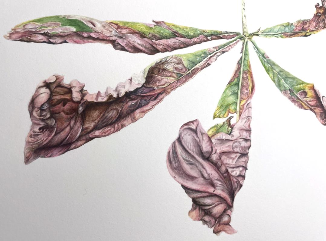 Conker Season - The Horse Chestnut at Bridge Lodge