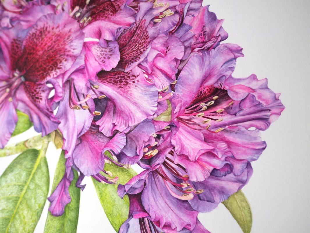Rhododendron Black Pearl