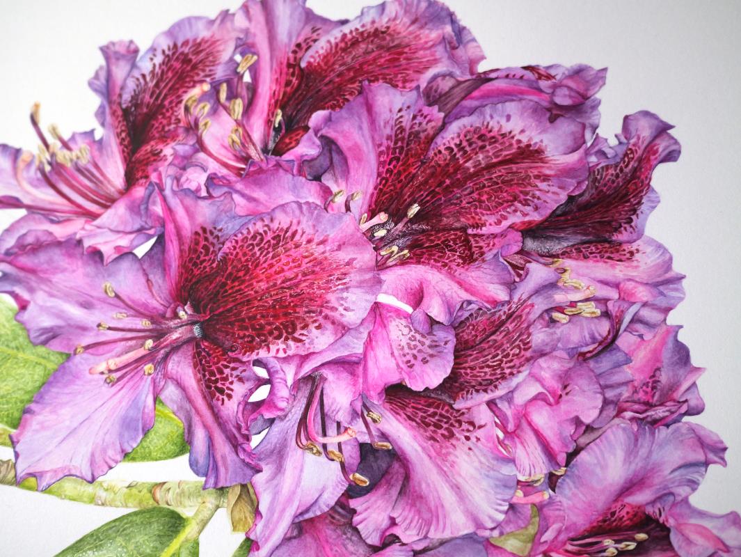 Rhododendron Black Pearl