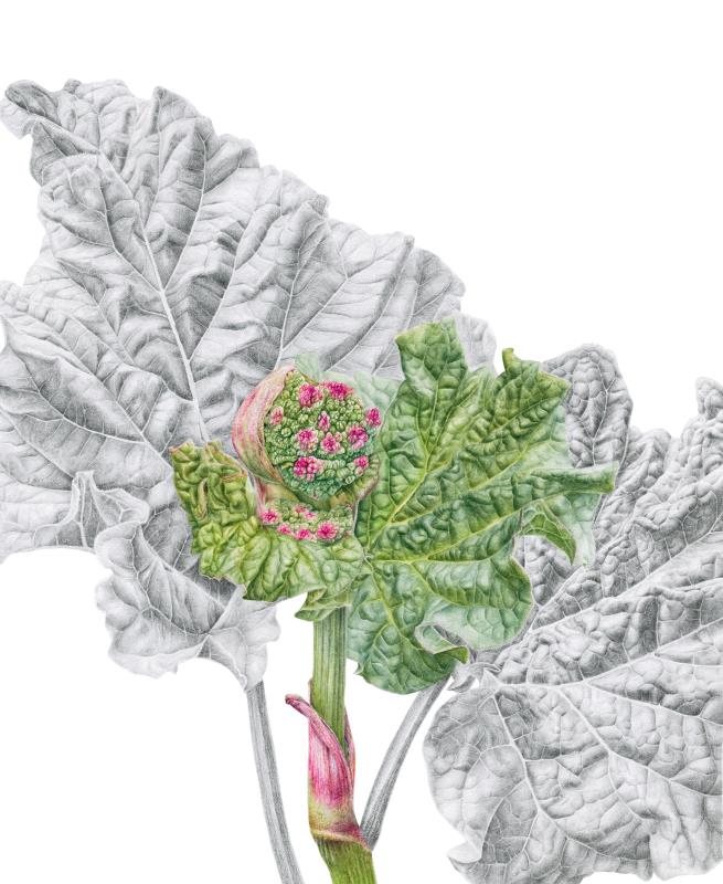 Rhubarb
