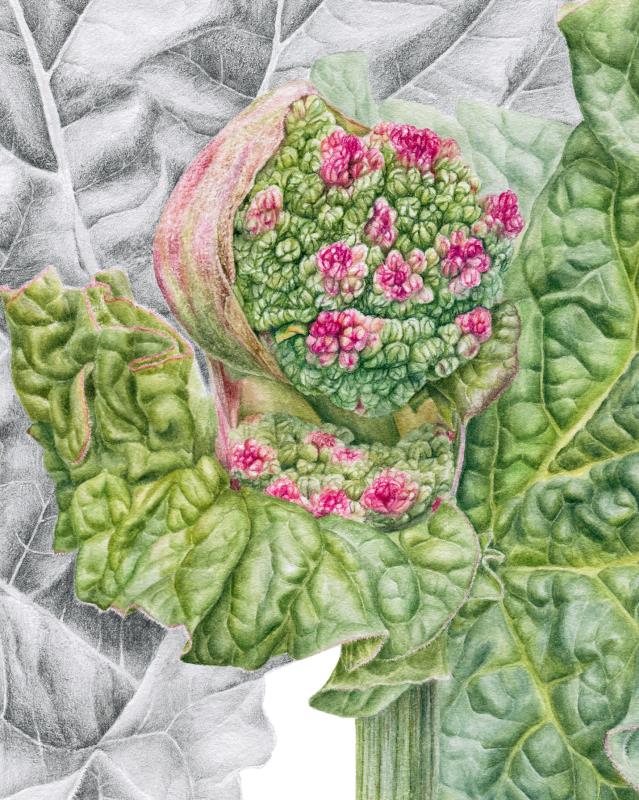 Rhubarb
